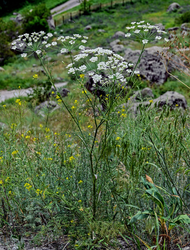 Изображение особи Astrodaucus orientalis.