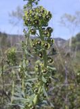 Euphorbia characias. Верхушка побега с соцветием с незрелыми плодами. Испания, автономное сообщество Каталония, провинция Жирона, комарка Баш Эмпорда, муниципалитет Калонже, пустырь. 04.04.2024.