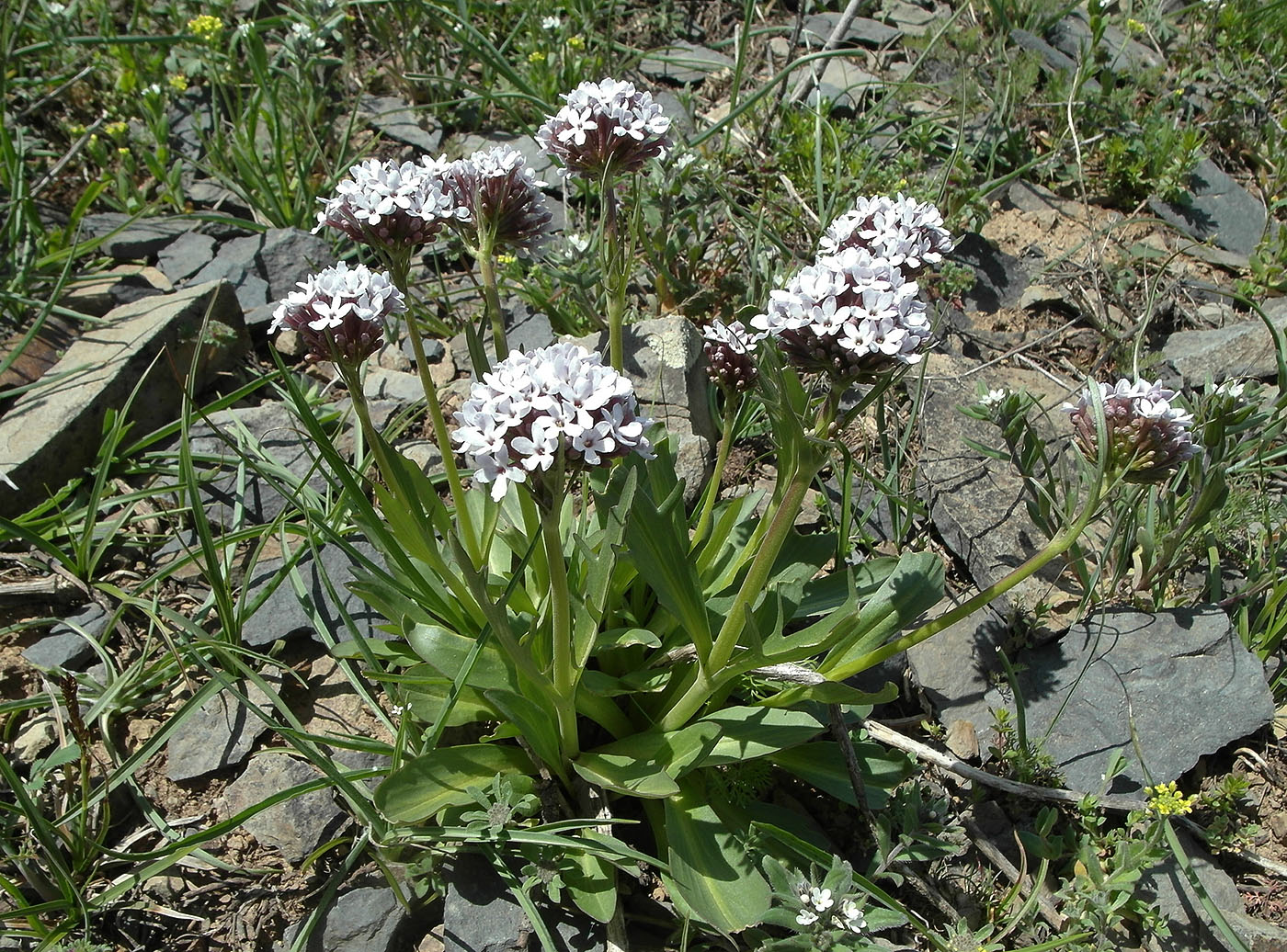 Изображение особи Valeriana chionophila.