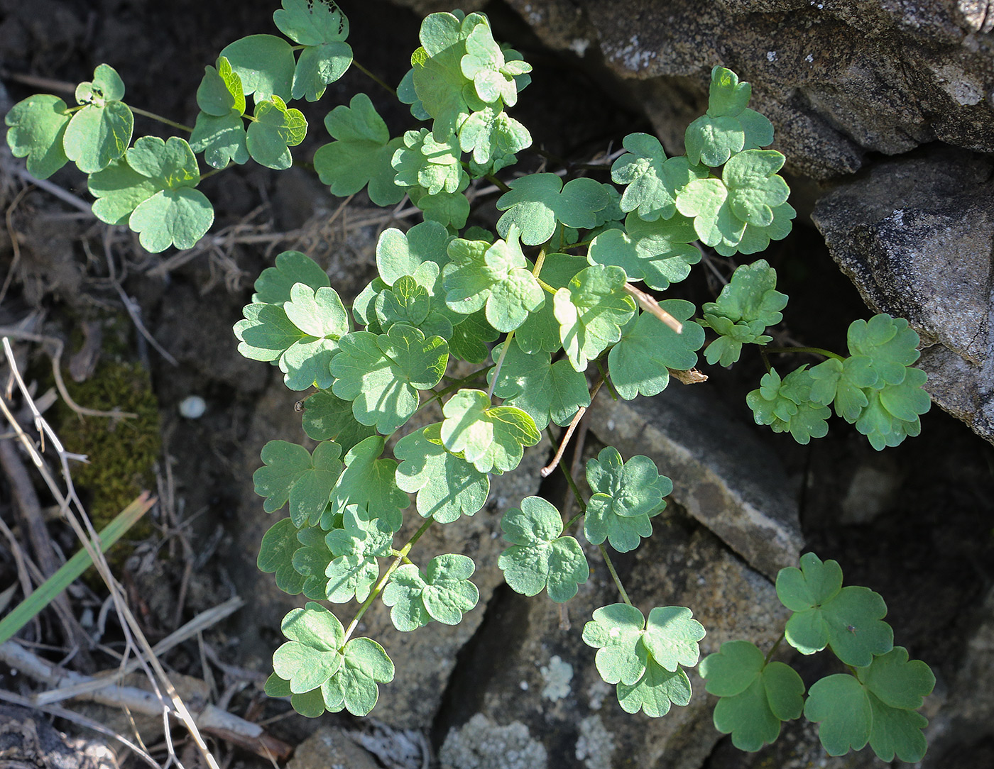 Изображение особи род Thalictrum.