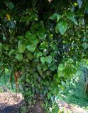 Hedera colchica. Вегетирующие растения на стволе дерева. Грузия, Аджария, Батумский ботанический сад. 16.06.2023.