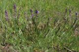 Polygala comosa