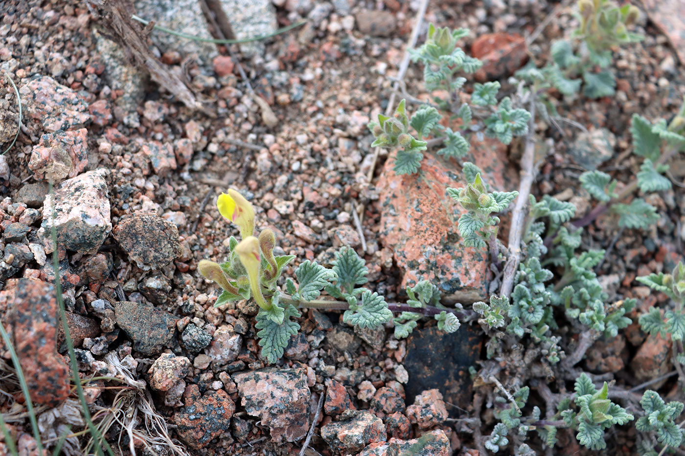 Image of Scutellaria adenostegia specimen.