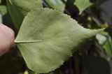 Betula platyphylla