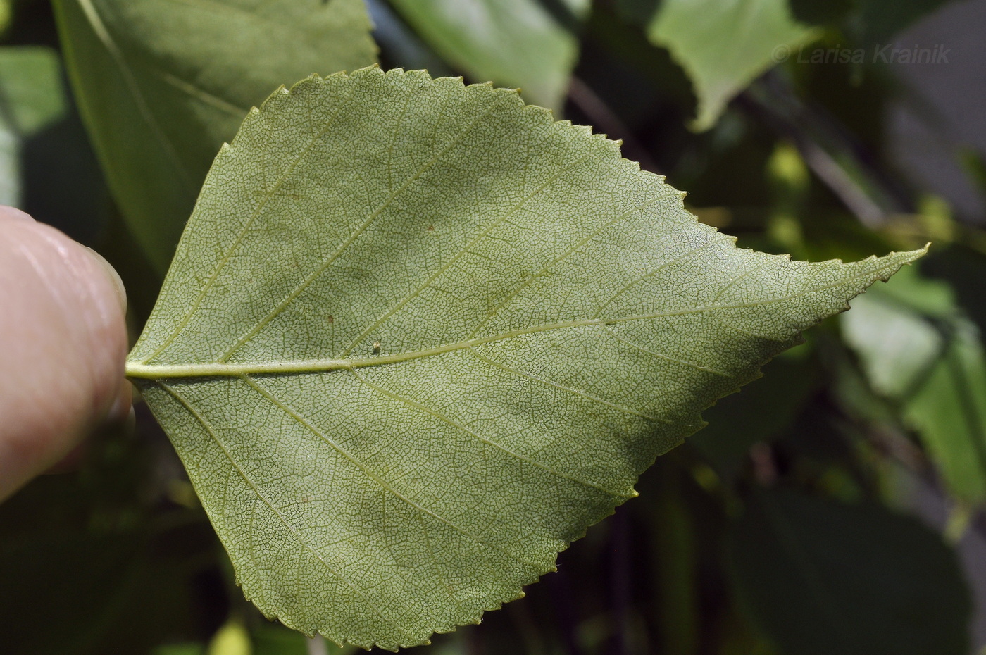 Image of Betula platyphylla specimen.