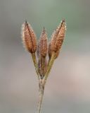 Physocaulis nodosus