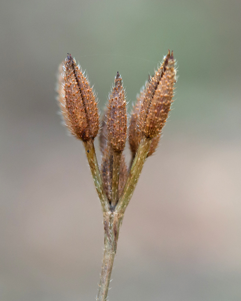 Изображение особи Physocaulis nodosus.