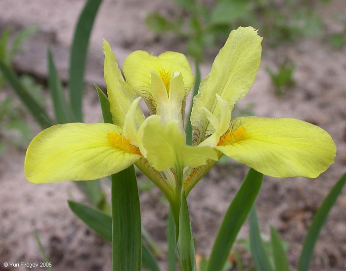 Image of Iris pineticola specimen.