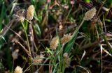 Phalaris minor. Верхушки побегов с соплодиями. Египет, мухафаза Эль-Гиза, окр. г. Дахшур, каменисто-песчаная пустыня, у ручья. 29.04.2023.