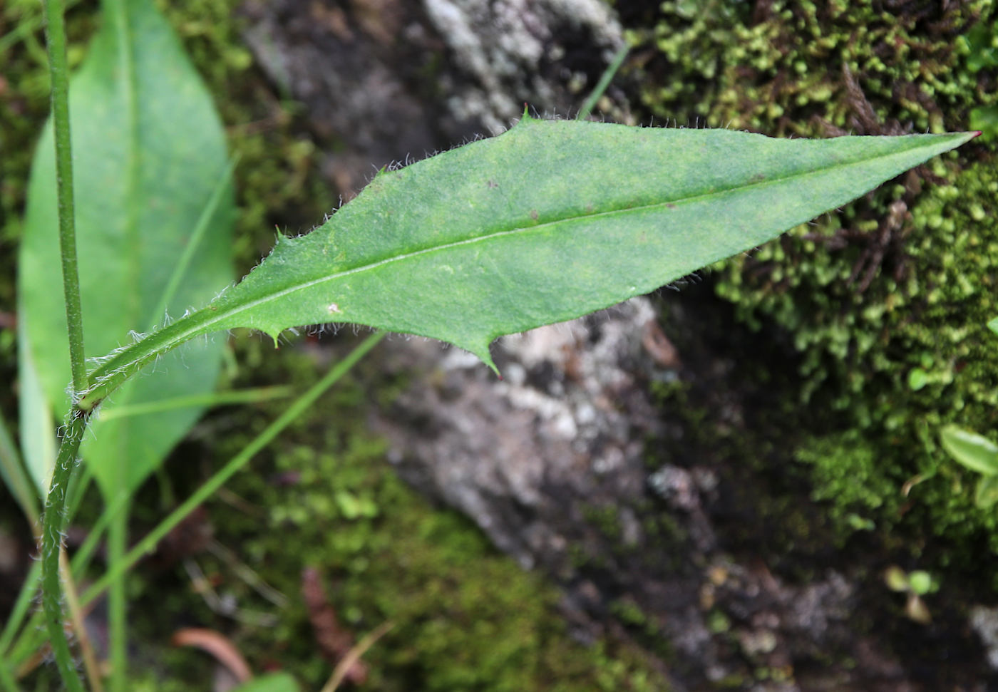 Image of Hieracium distractifolium specimen.