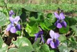 Viola × vindobonensis. Цветущее растение. Смоленская обл., Смоленский р-н, пос. Каспля. 02.05.2009.