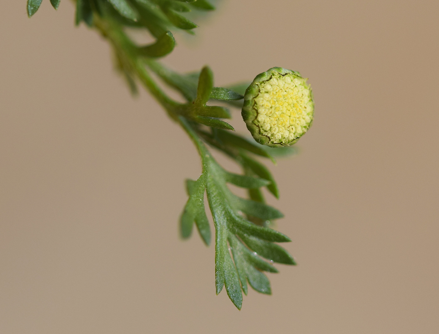 Изображение особи Cotula australis.