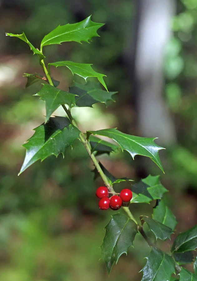 Изображение особи Ilex colchica.