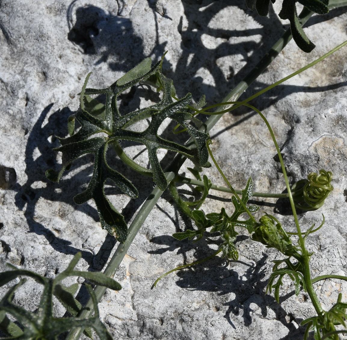Image of Bryonia cretica specimen.