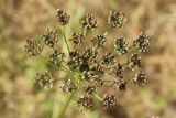 Selinum carvifolia