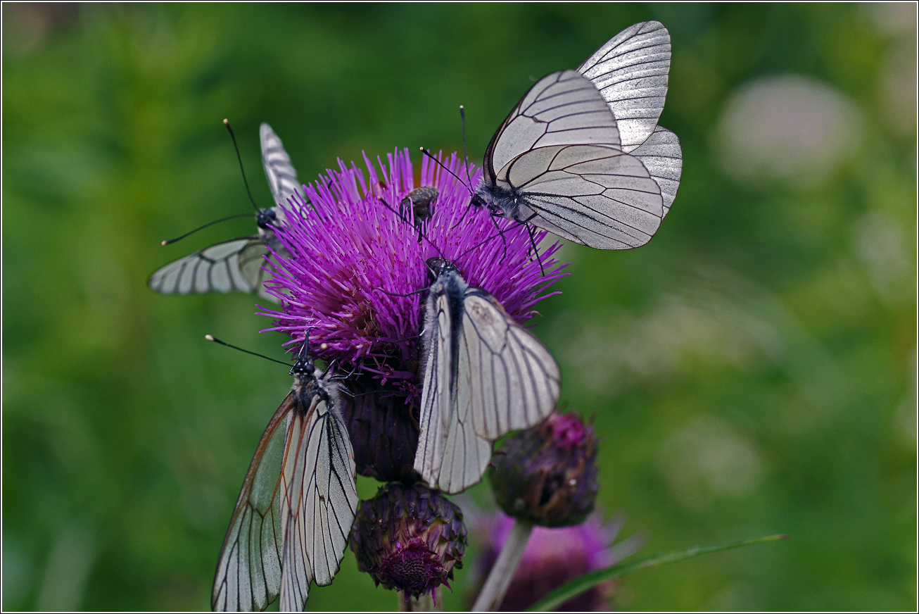 Image of Cirsium heterophyllum specimen.