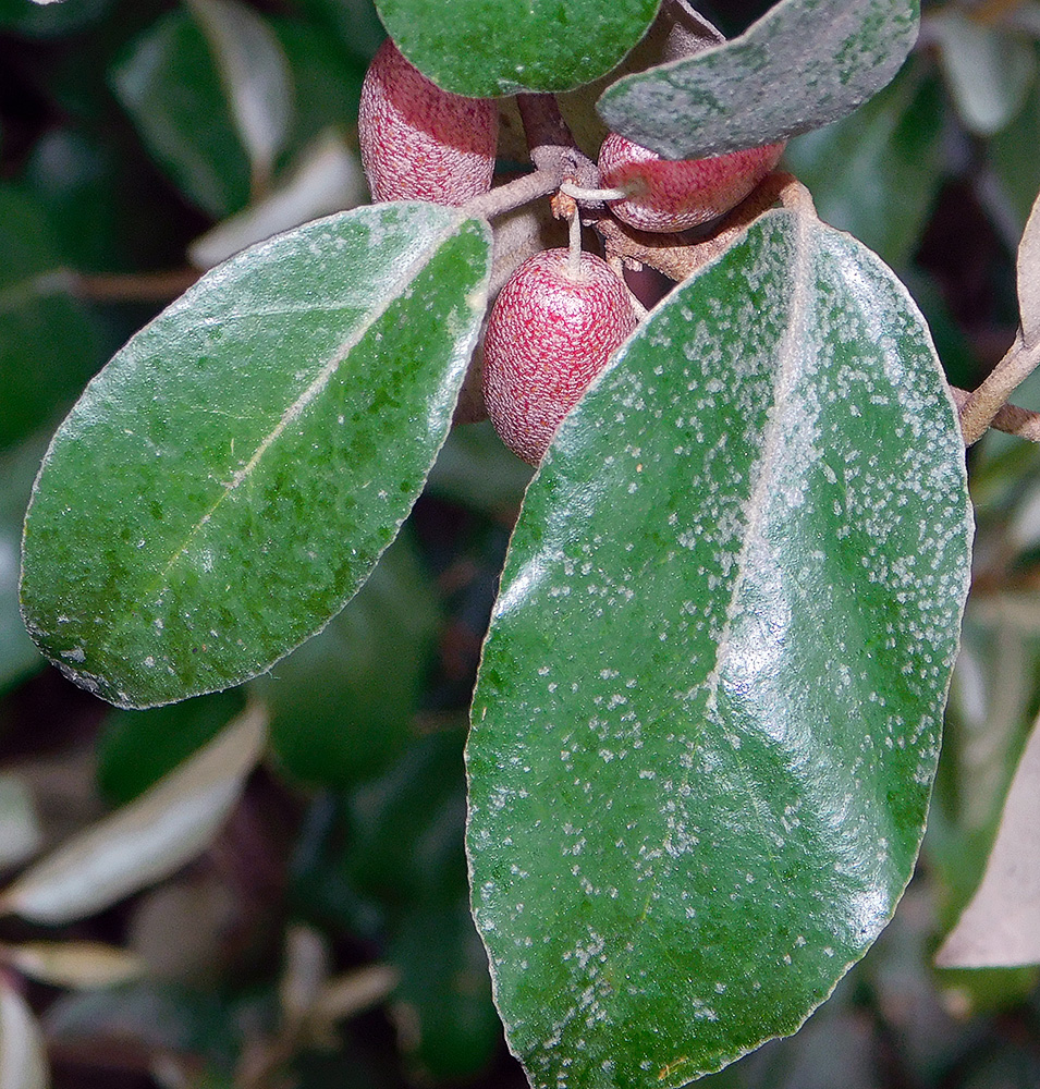 Изображение особи Elaeagnus pungens.