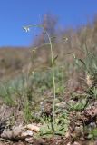 Arabidopsis thaliana. Цветущее и плодоносящее растение. Крым, Севастополь, окр. с. Резервное, овр. Кум-Дере, в основании конгломератного склона. 09.04.2025.