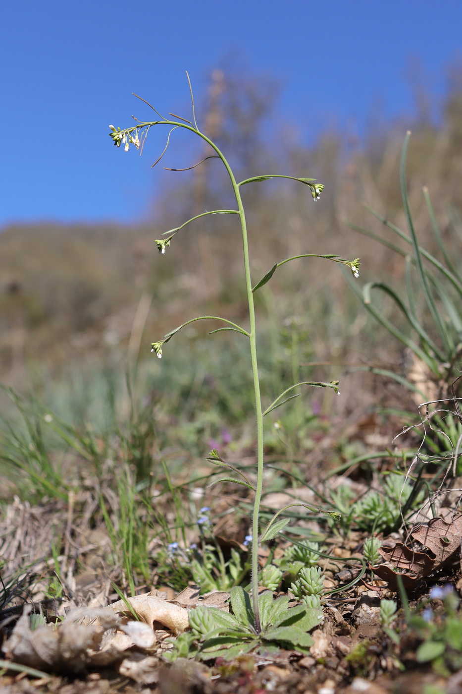 Image of Arabidopsis thaliana specimen.