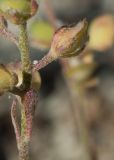 Alyssum alyssoides