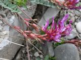 Astragalus buschiorum