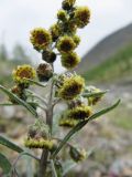 Artemisia tilesii. Верхушка цветущего растения. Коми, Интинский р-н, нац. парк \"Югыд Ва\", Приполярный Урал, бассейн р. Пелингичей, руч. Южный, каменистый правый берег. 17.07.2010.