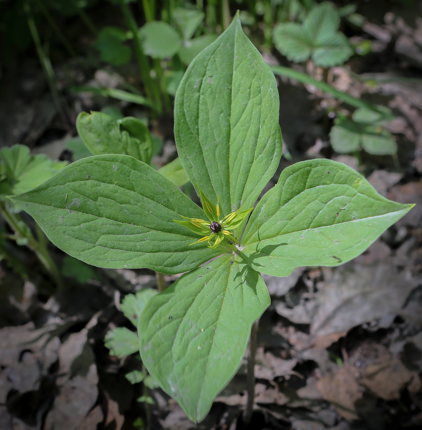 Image of Paris quadrifolia specimen.