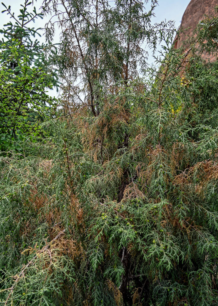 Image of Juniperus chinensis specimen.