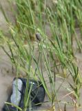 genus Typha