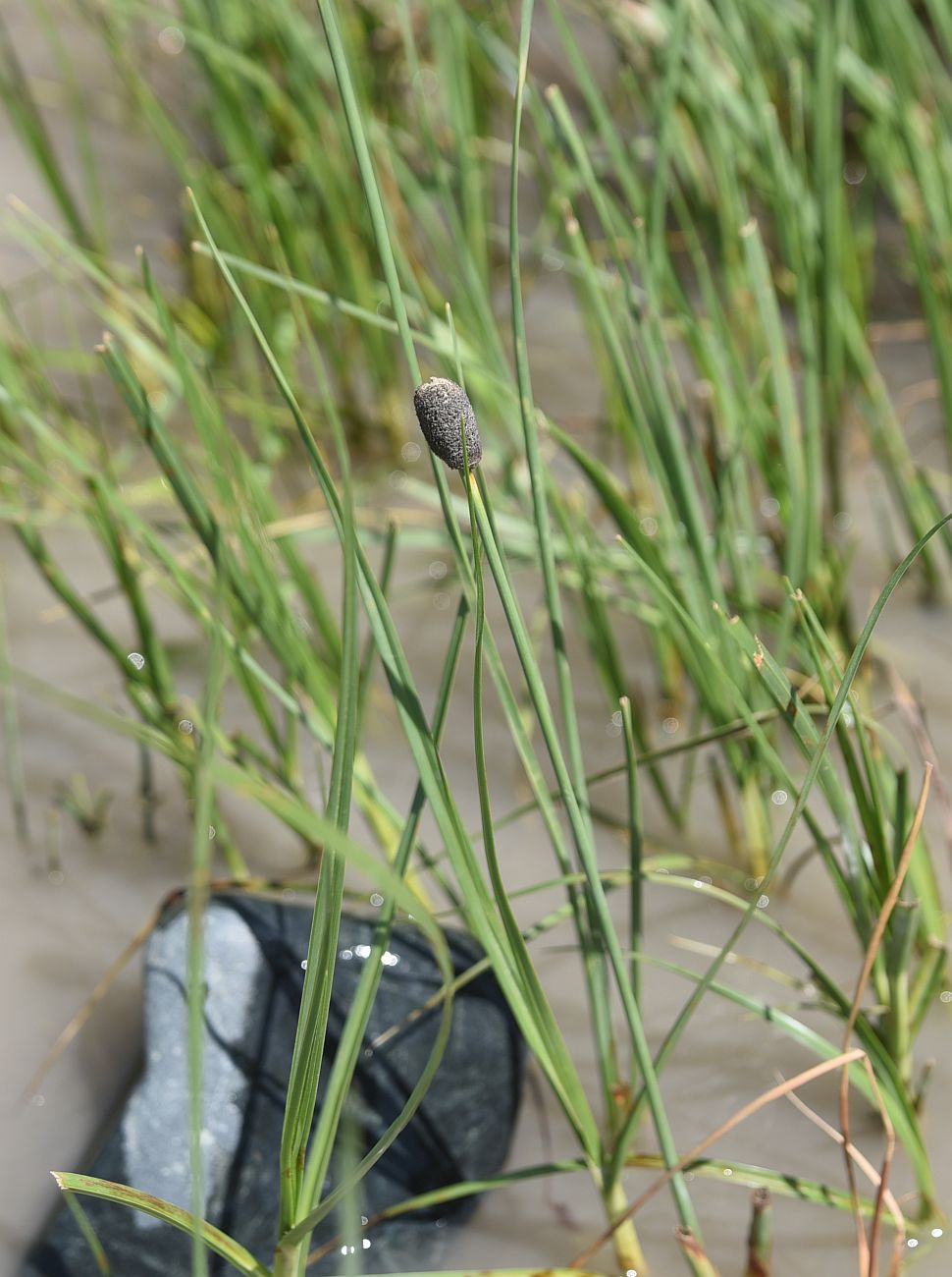 Image of genus Typha specimen.