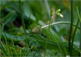 Plantago lanceolata