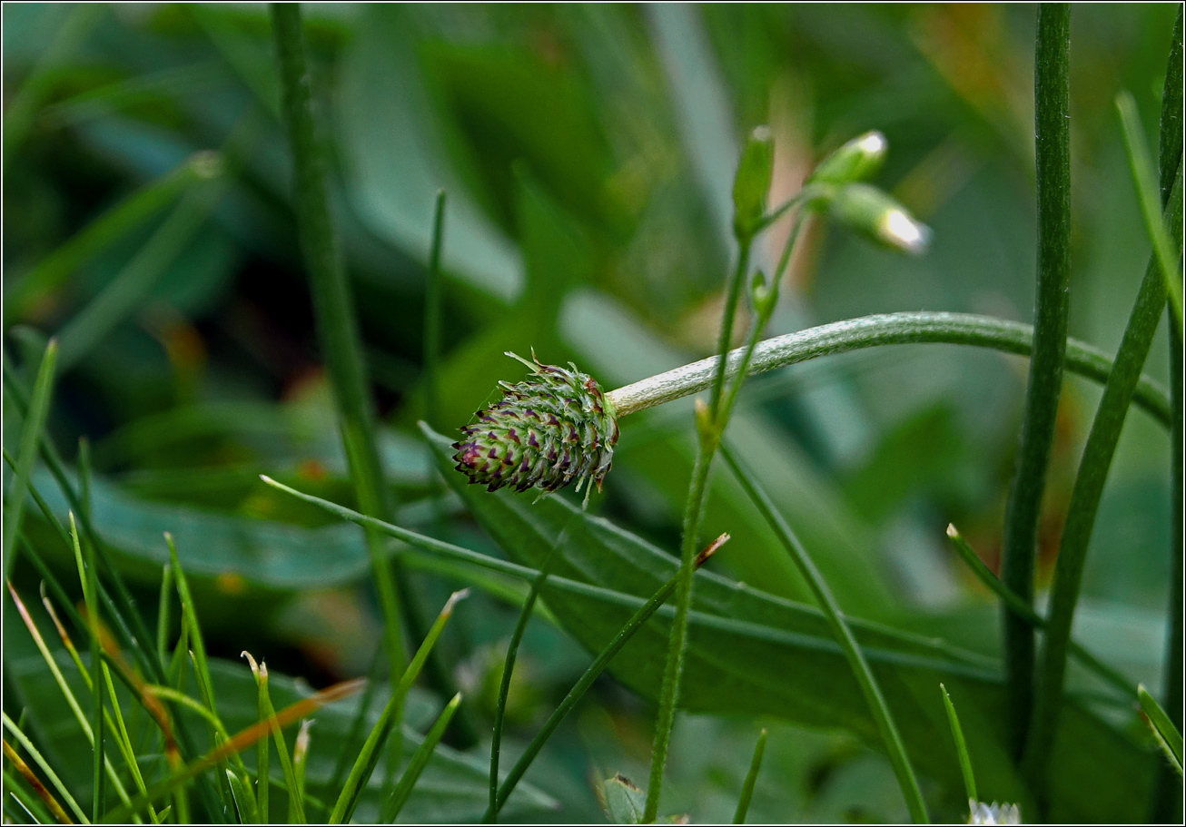 Изображение особи Plantago lanceolata.