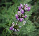 Phlomoides tuberosa