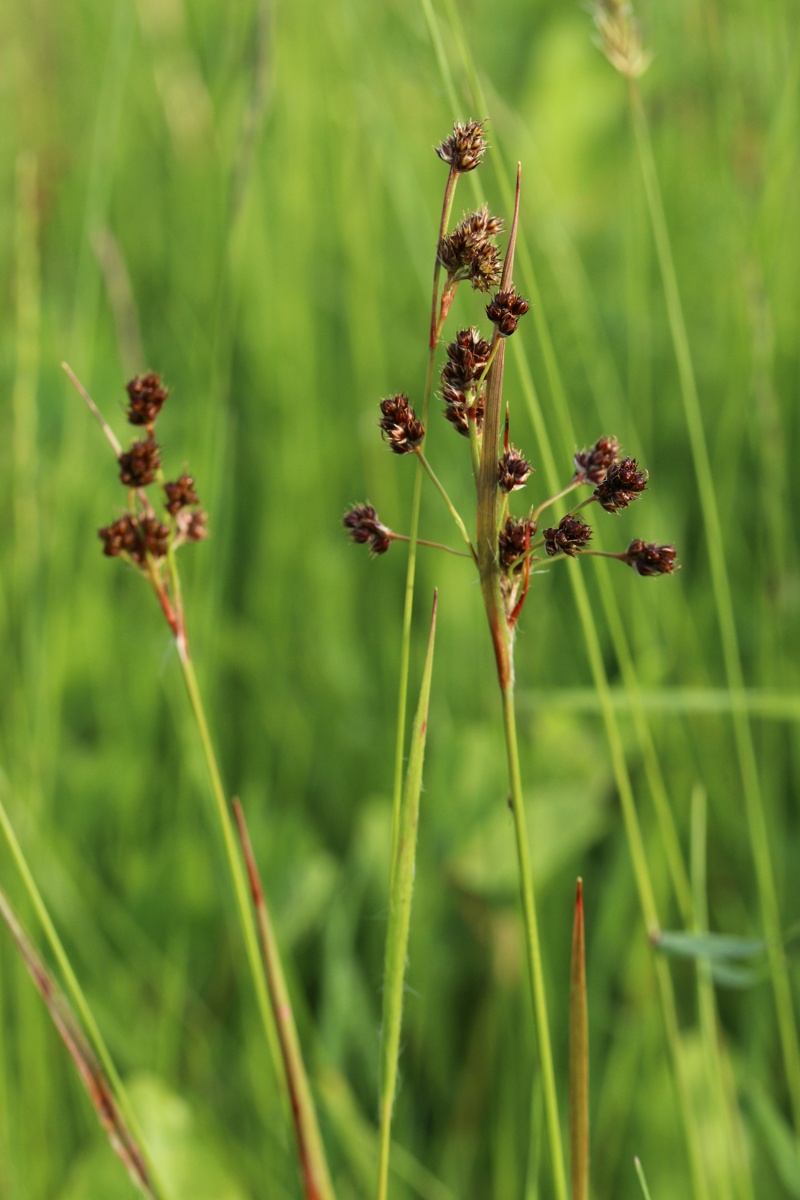 Image of Luzula multiflora specimen.