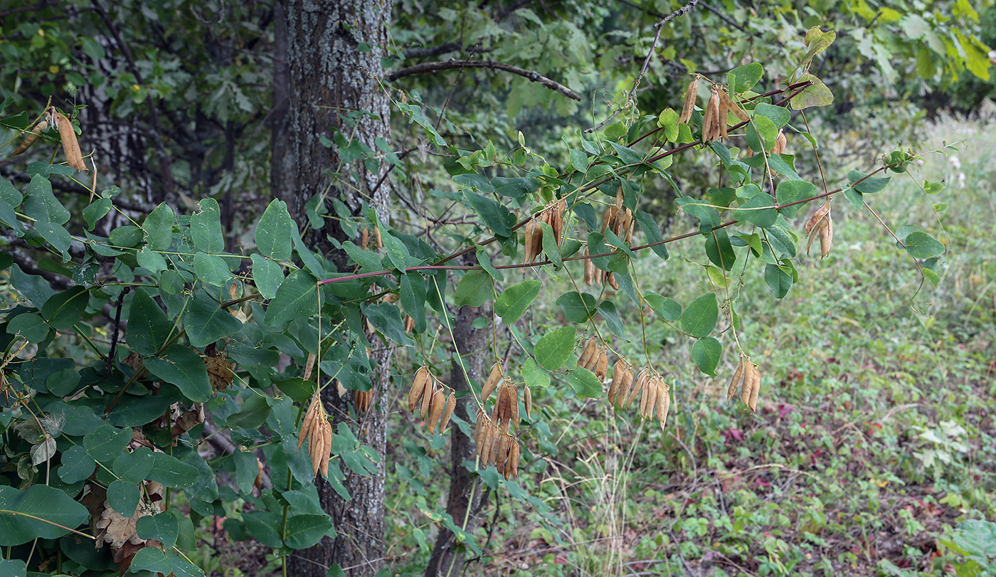 Изображение особи Vicia pisiformis.