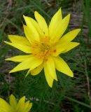 Adonis vernalis. Цветок. Венгрия, окр. Будапешта, Будайские горы. 27.04.2010.