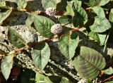 Persicaria capitata. Части побегов цветущего растения. Испания, Галисия, пров. Понтеведра, г. Кангас, рудеральное. Июль.