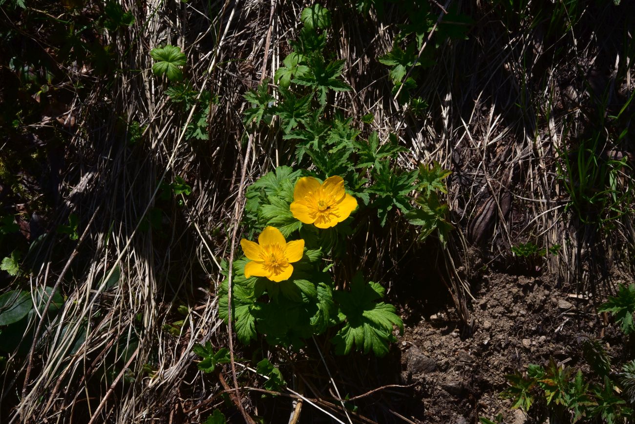 Image of Trollius ranunculinus specimen.