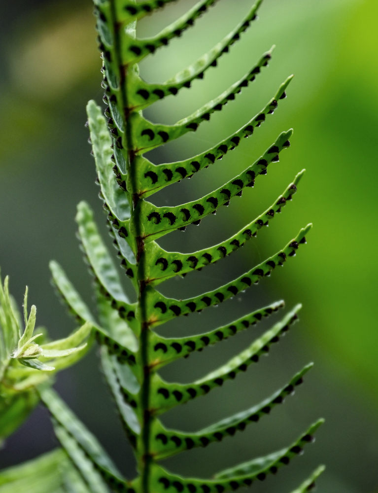Изображение особи Nephrolepis cordifolia.