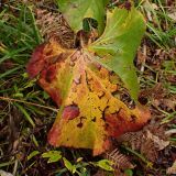 Ligularia fischeri. Лист в осенней окраске (повреждён градом). Хабаровский край, окр. г. Комсомольск-на-Амуре, лиственный лес. 25.09.2025.