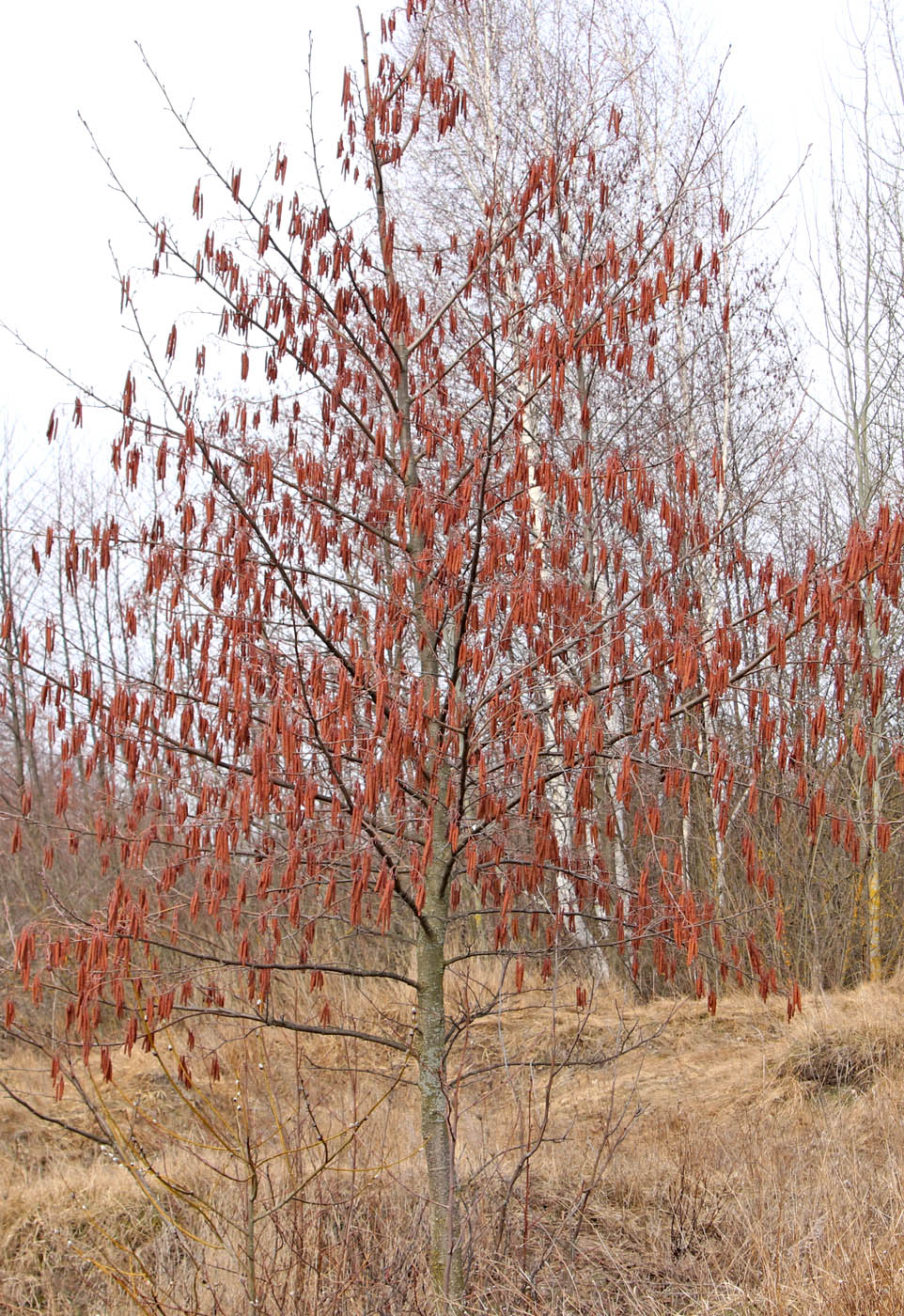 Изображение особи Alnus glutinosa.