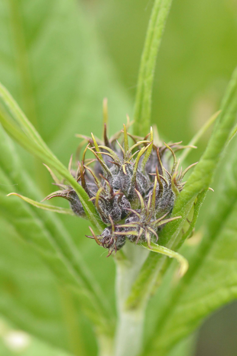 Image of Saussurea pseudotilesii specimen.