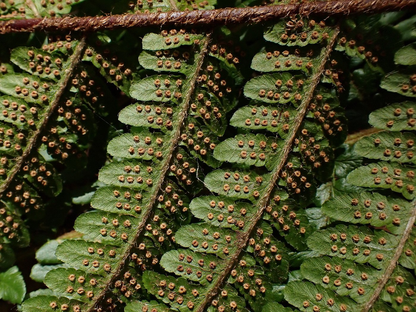 Image of Dryopteris crassirhizoma specimen.