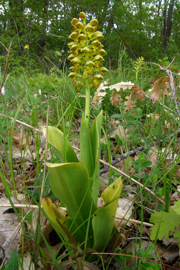 Изображение особи Orchis punctulata.