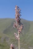 семейство Poaceae. Верхушка побега с соцветием. Кабардино-Балкария, Черекский р-н, окр. с. Бабугент, северо-восточный склон горы Чегетджара, ≈ 2800 м н.у.м., альпийский луг. 28.07.2025.