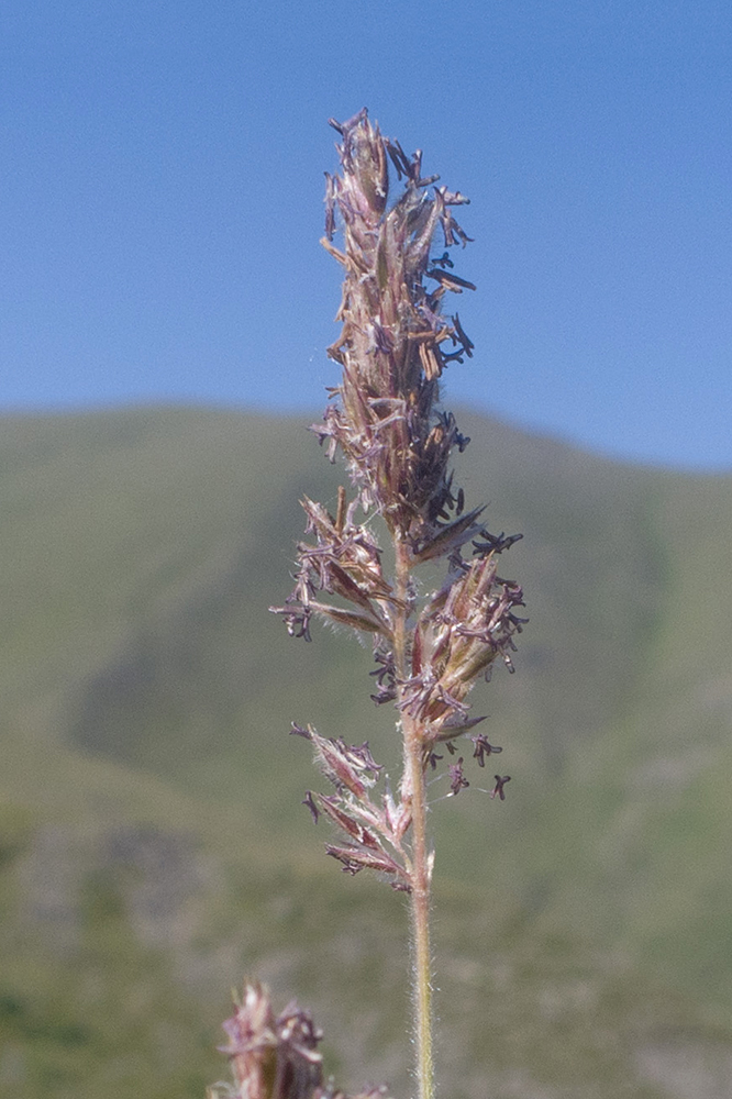 Изображение особи семейство Poaceae.
