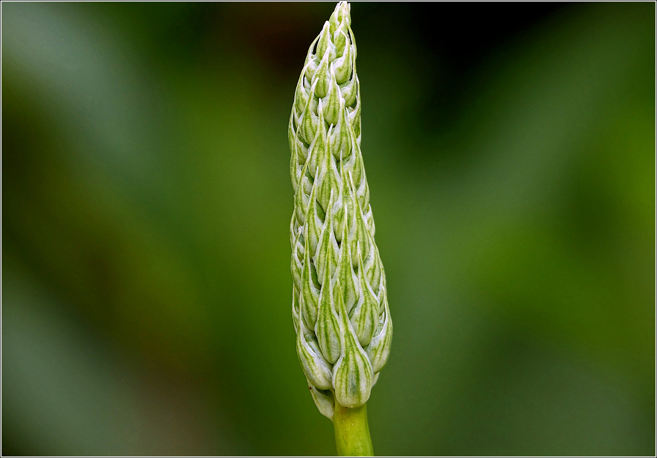 Image of genus Ornithogalum specimen.