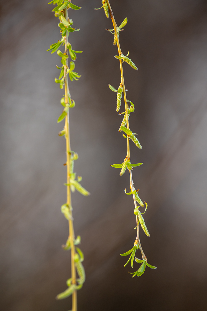 Image of Salix babylonica specimen.