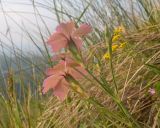 Dianthus oschtenicus