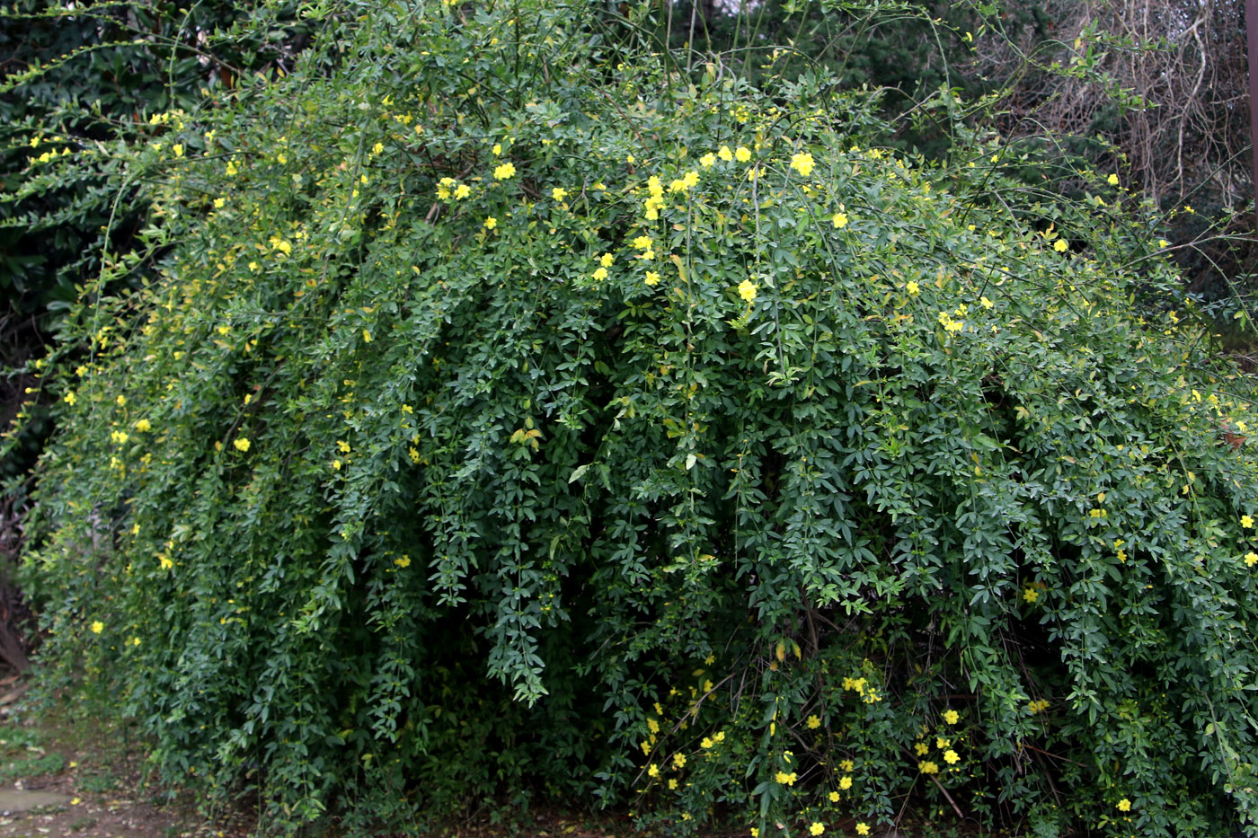 Image of Jasminum mesnyi specimen.